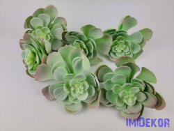  Gumis nagyfejű kövirózsa D13 M15 cm - Hamvas