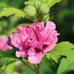 Teltvirágú mályvacserje - Hibiscus syriacus 'Duc de Brabant' - Konténeres