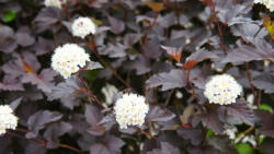  A vörösruhás hölgy hólyagvessző - Physocarpus opulifolius 'Lady in Red'® - Konténeres