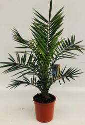 Ragyogás IM Kft Fõnixpálma-phoenix Canariensis 5l