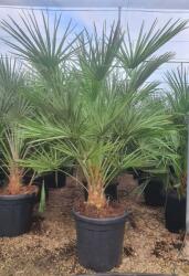 Ragyogás IM Kft Törpe Lószõrpálma- Chamaerops Humilis