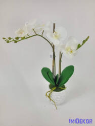  Cserepes gumi orchidea 2 ágú - Fehér
