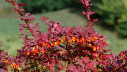 Atropurpurea Nana törpe vérborbolya - Berberis thunbergii 'Atropurpurea Nana' - Konténeres