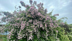  Pink Cloud bohókás viráglonc - Kolkwitzia amabilis 'Pink Cloud' - Konteneres