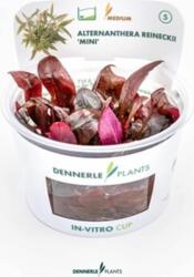 Dennerle Plants Alternanthera reineckii 'Mini' CUP - 1 db