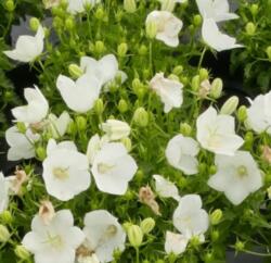 Campanula carpatica 'Perla White' évelõ kárpáti harangvirág 9 cm cserépben