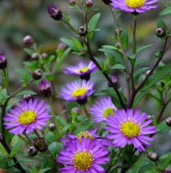  Aster ageratoides 'Ezo Murazaki' évelõ ázsiai õszirózsa 14 cm cserépben