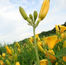 Hemerocallis 'Stella de Oro' évelõ sásliliom 9 cm cserépben