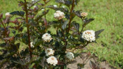  Vörös lombú hólyagvesző - Physocarpus opulifolius 'Summer Wine'® - Konténeres