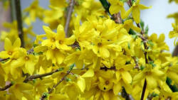 Lynwood aranyvessző - Forsythia x intermedia 'Lynwood' - Konténeres