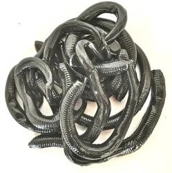 BERKLEY egnc6-blk nightcrawler 6in black műcsali (1404419) - nextfish