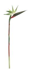 Bizzotto Set 12 Sterlizia artificiale verzi 4x23x98 cm (0170673)