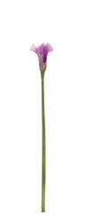 Bizzotto Set 24 Cale artificiale verzi mov 8x61 cm (0170657)