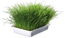 TRIXIE Trixie, tavita de plastic cu seminte de iarba, 100g
