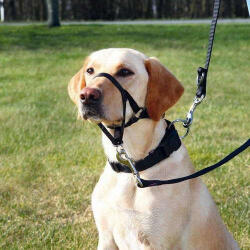 TRIXIE Trixie Top Trainter Headcollar, L-XL, 37 cm, 48-60 cm - pentruanimale