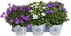 Ibh Harangvirág 'trend Mix' Cs: 11cm Campanula Trend Mix