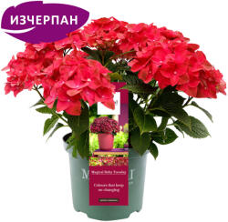 Magical® Ruby Tuesday Magical® - Хортензия Мacrophylla