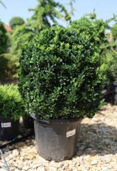 Ragyogás IM Kft Kecskerágó Benkomasaki Gömb-euonymus Japonicus Benkomasaki Ball