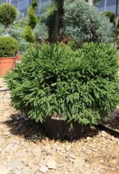 Ragyogás IM Kft Törpe Japánciprus Cserje 12-15 L-cryptomeria Japonica Little Champion Bush