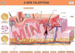 Comenius A bőr felépítése (CM-1306)