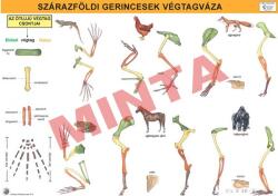 Comenius Szárazföldi gerincesek végtagváza (CM-1363)