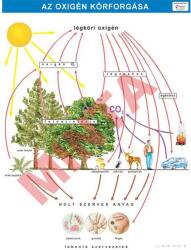 Comenius Az oxigén körforgása (CM-1383)