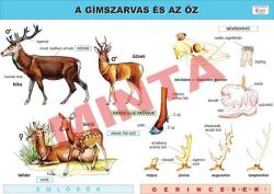 Comenius A gímszarvas és az őz (CM-1260)