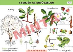 Comenius Cserjék az erdőszélen (CM-1250)