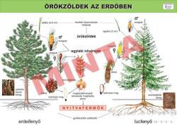Comenius Örökzöldek az erdőben (CM-1251)