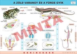 Comenius A zöld varangy és a fürge gyík (CM-1268)