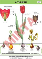 Comenius A tulipán (CM-1238)