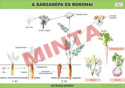 Comenius A sárgarépa és a petrezselyem (CM-1235)