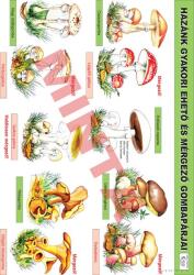 Comenius Hazánk gyakori ehető és mérgező gombapárjai (CM-1254)