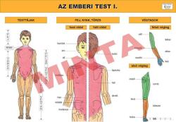 Comenius Az emberi test I (CM-1226)