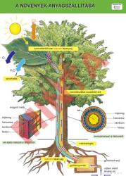 Comenius A növények anyagszállítása (CM-1336)