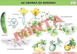 Comenius Az uborka és rokonai (CM-1233)