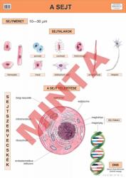 Comenius A Sejt (CM-1304)