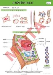 Comenius A növényi sejt (CM-1330)