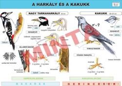 Comenius A harkály és a kakukk (CM-1258)