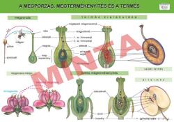 Comenius A megporzás, megtermékenyítés és a termés (CM-1338)