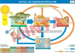 Comenius Anyag és energiaforgalom (CM-1376)