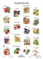 Stiefel Gyümölcsök (fóliás-fémléces) (7590FL)