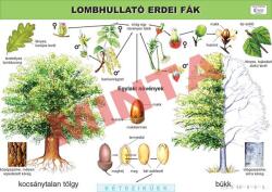 Comenius Lombhullató erdei fák (CM-1249)
