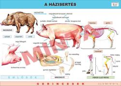 Comenius A házisertés (CM-1241)