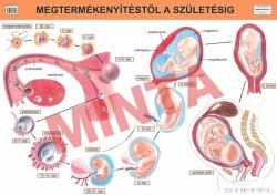 Comenius Megtermékenyítéstől a születésig (CM-1320)