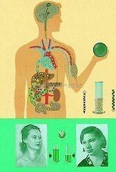 Stiefel A cukorháztartás oktatótabló (HG-090330)