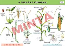 Comenius A búza és a kukorica (CM-1265)