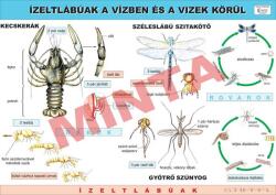Comenius Ízeltlábúak a vízben és a vizek körül (CM-1262)