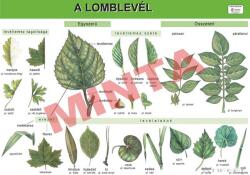 Comenius A lomblevél (CM-1334)