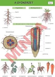 Comenius A gyökérzet (CM-1332)